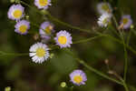 Daisy fleabane